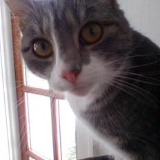 Huskat                    Trunte