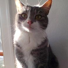 Huskat                    Trunte