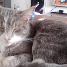 Huskat                    Trunte