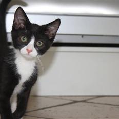 Blanding af racer Loppe