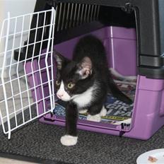 Blanding af racer Loppe