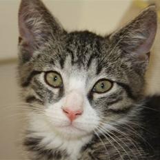 Blanding af racer Basse