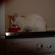 Blanding af racer Oliie 