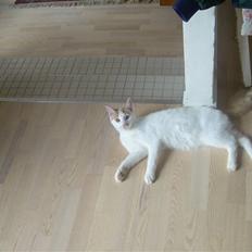 Blanding af racer Oliie 