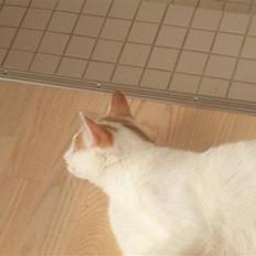 Blanding af racer Oliie 