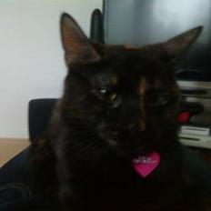 Huskat pippi (Bette mis)