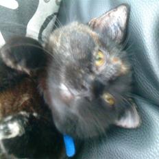 Huskat frida (tyk mis)