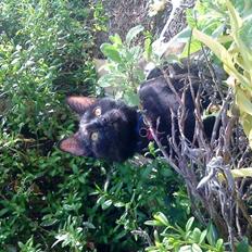 Huskat frida (tyk mis)