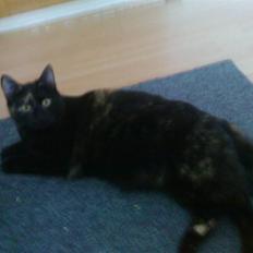 Huskat frida (tyk mis)