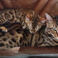 Bengal Gaia Of Golden Haze