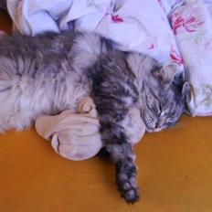 Maine Coon lille fix