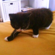 Blanding af racer herkules <3