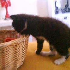 Blanding af racer herkules <3