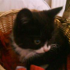 Blanding af racer herkules <3