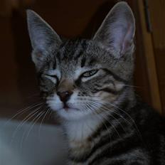 Blanding af racer Lille My