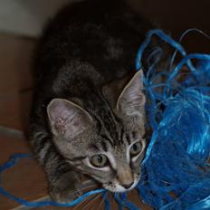 Blanding af racer Lille My