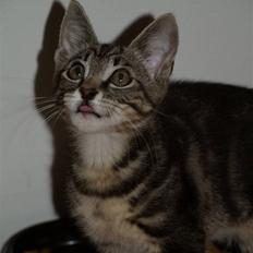 Blanding af racer Lille My