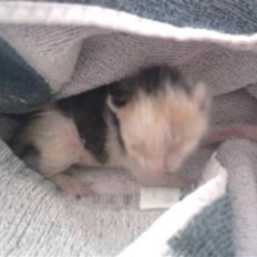 Huskat Lucky R.I.P 22-8-2010