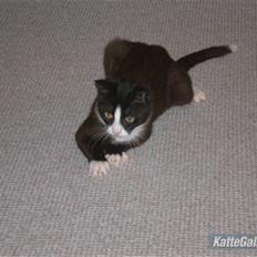 Huskat Lucky R.I.P 22-8-2010