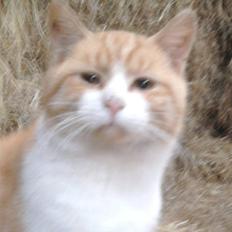 Huskat Lucky R.I.P 22-8-2010