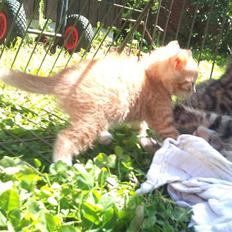 Blanding af racer Eddie