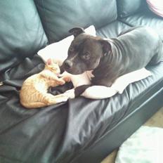 Blanding af racer Eddie