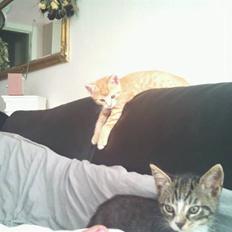 Blanding af racer Eddie