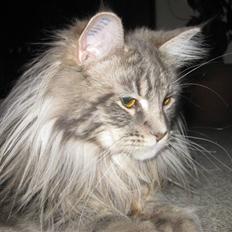 Maine Coon Nala