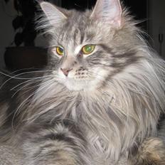 Maine Coon Nala
