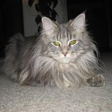 Maine Coon Nala