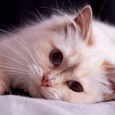 Hellig Birma DK Misling's Duffy