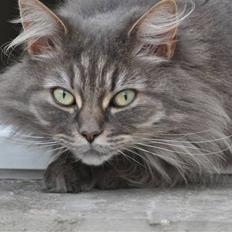 Blanding af racer Mismor