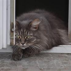 Blanding af racer Mismor