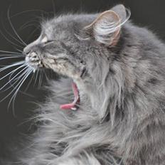 Blanding af racer Mismor