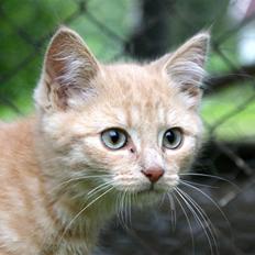 Blanding af racer Alfred