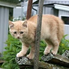 Blanding af racer Alfred