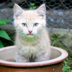 Blanding af racer Alfred