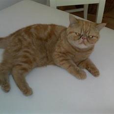 Exotic Alomi's Mikkel