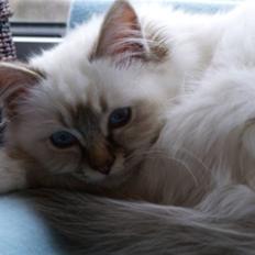 Hellig Birma Izarra's Bentley