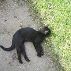 Huskat Sofus - Er væk