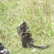 Huskat Sofus - Er væk