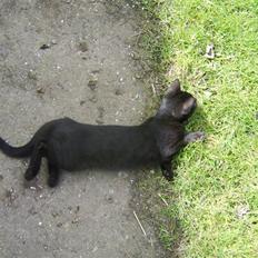 Huskat Sofus - Er væk