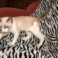 Snowshoe Destrier Viggo Mortensen