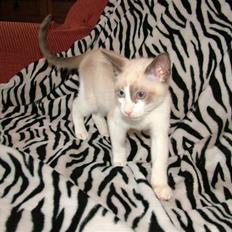 Snowshoe Destrier Viggo Mortensen