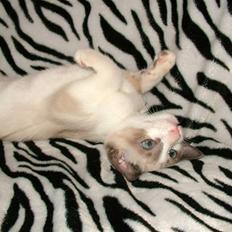 Snowshoe Destrier Viggo Mortensen