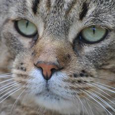 Blanding af racer Hugo Boss