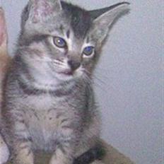 Blanding af racer Tarzan