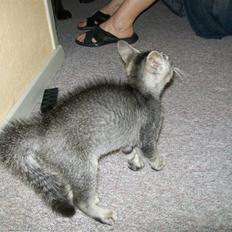 Blanding af racer Tarzan