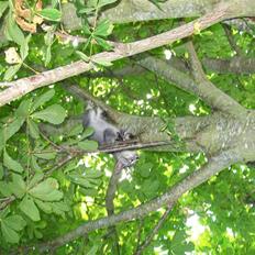 Blanding af racer Tarzan