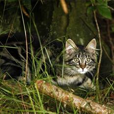 Blanding af racer Miss Malou